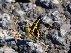 Heraclides cresphontes