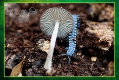 Chromodesmus potosianus