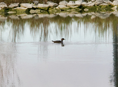 Lophodytes cucullatus