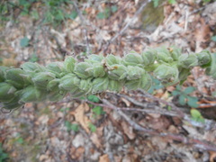 Verbascum thapsus montanum