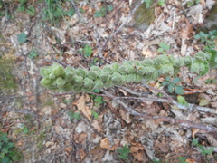 Verbascum thapsus montanum