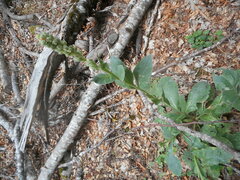 Verbascum thapsus montanum