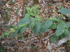 Verbascum thapsus montanum