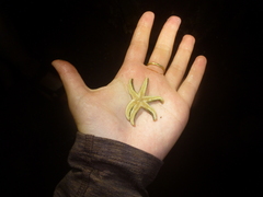 Leptasterias hexactis