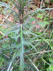 Cirsium palustre