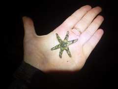 Leptasterias hexactis