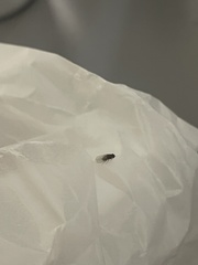 Minettia longipennis