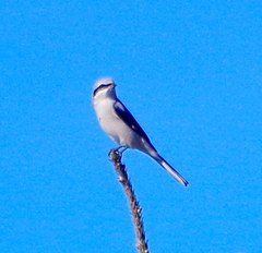 Lanius borealis