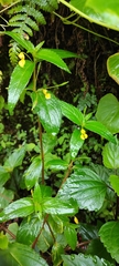 Impatiens dalzellii