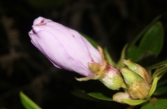 Melastoma septemnervium