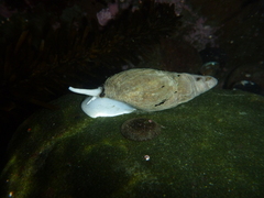 Atrimitra idae