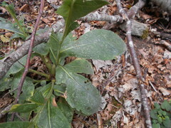 Verbascum thapsus montanum