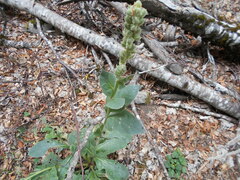 Verbascum thapsus montanum