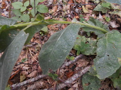 Verbascum thapsus montanum