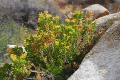Ericameria cuneata spathulata