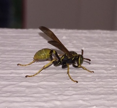 Mischocyttarus flavitarsis