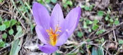 Crocus serotinus