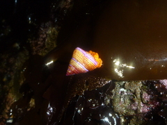 Calliostoma annulatum
