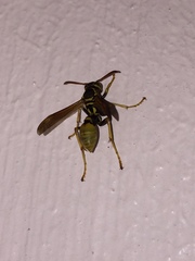 Mischocyttarus flavitarsis