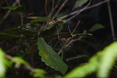 Sinophasma