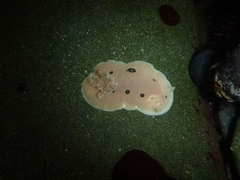Diaulula sandiegensis