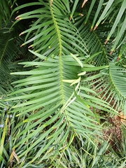 Wollemia nobilis