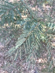 Erythrostemon gilliesii