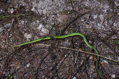 Trimeresurus stejnegeri