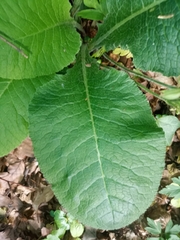 Primula elatior