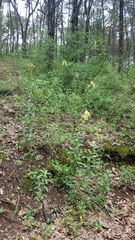 Lithospermum exsertum