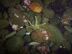 Leptasterias hexactis