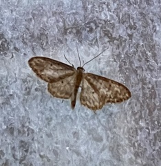 Idaea seriata