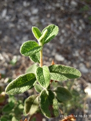 Cistus salviifolius