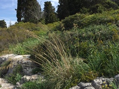 Ampelodesmos mauritanicus