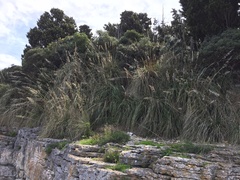 Ampelodesmos mauritanicus