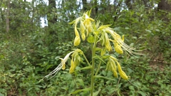 Lithospermum exsertum
