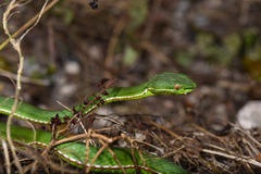 Trimeresurus stejnegeri