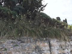 Ampelodesmos mauritanicus