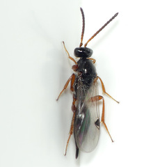Brachyserphus