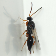 Brachyserphus