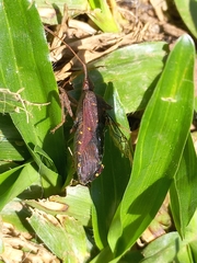 Heteroptera