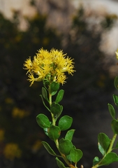 Ericameria cuneata spathulata