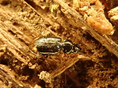 Bembidion guttula