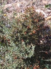 Hypericum triquetrifolium