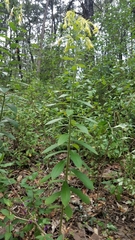 Lithospermum exsertum