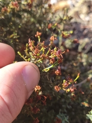 Hypericum triquetrifolium