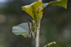 Oxya japonica