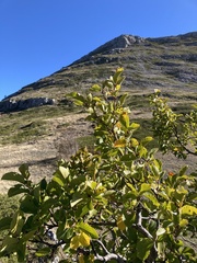 Rhamnus alpina