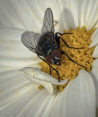 Oestroidea