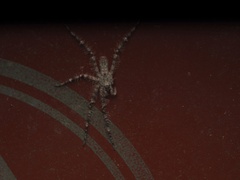 Pandercetes